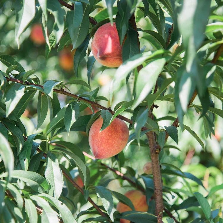 Georgia peach crop decimated by March freeze